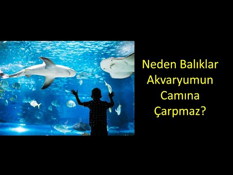 Video: Balıklarda Yanal Çizgi Organı