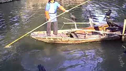 Dove nidificano i cormorani?