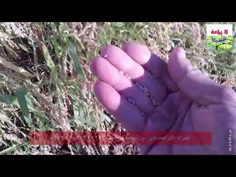 طريقه زراعه اكل العصافير بلكم شراء طعام طيور الزينه