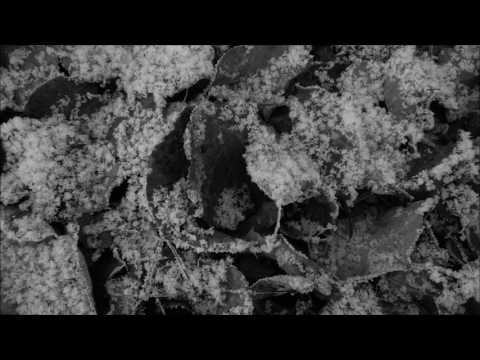 Effloresce Black & White Video