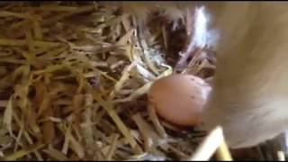 Perfect timing ... brahma hen laying an egg