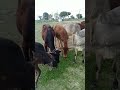 गाय की सेवा कर जीवन जायेगा सबर #Cow Sewa 🐄