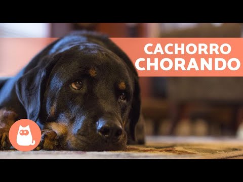 Vídeo: Como Fazer Um Cachorro Parar De Choramingar