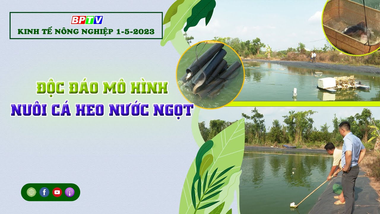 Giá heo hơi hôm nay 234 Giá heo tăng có nơi 5000 đồngkg