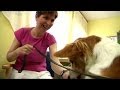 Terapia con perros para personas discapacitadas