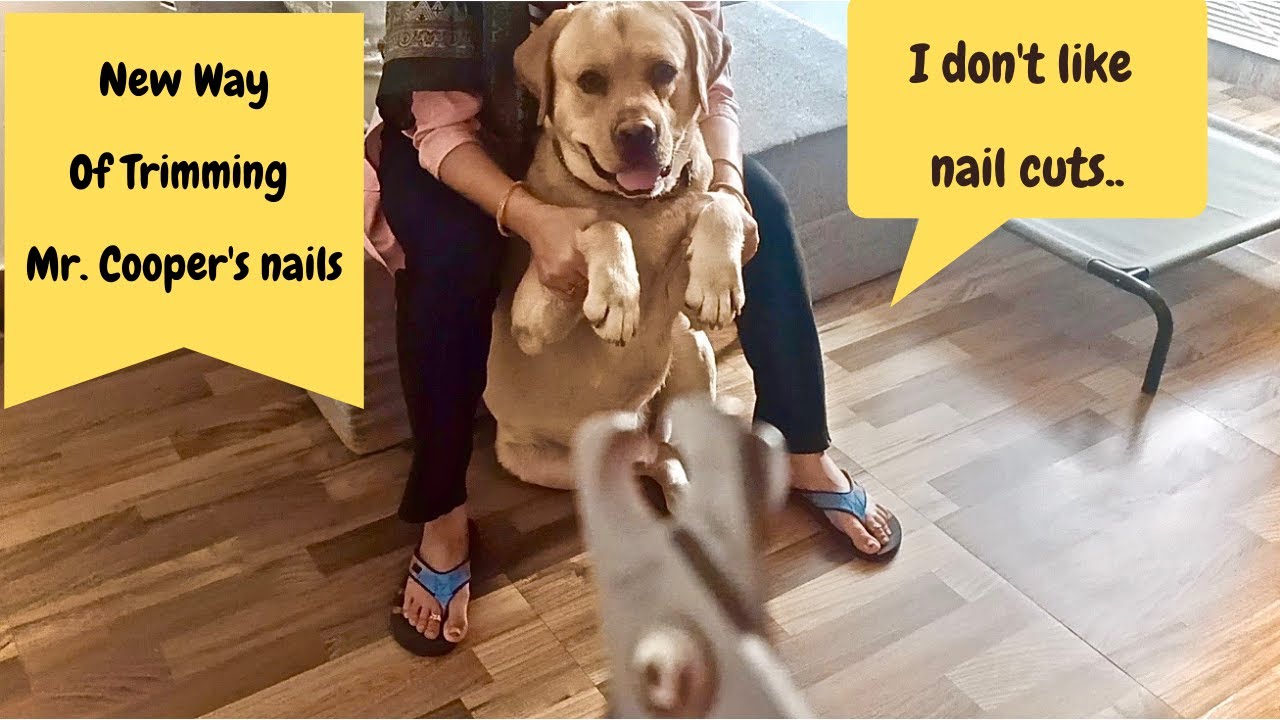 How to trim dogs nails when they dont like it How to groom a labrador at home YouTube