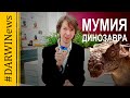 Исследованы мозг и внутренние органы динозавра. Ярослав Попов #DARWINews