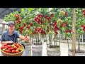 Growing tomatoes without watering doubling yield and harvesting continuously