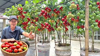 Growing Tomatoes Without Watering, Doubling Yield, And Harvesting Continuously