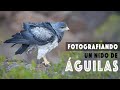 FOTOGRAFIANDO UN NIDO DE ÁGUILAS