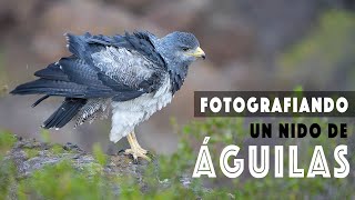 FOTOGRAFIANDO UN NIDO DE ÁGUILAS