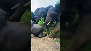 wild elephants angry movement  #wildlife #elephant #shorts