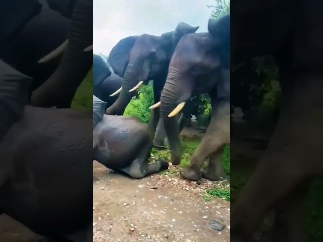 wild elephants angry movement 😱 #wildlife #elephant #shorts class=
