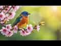 Relaxing Birdsong &amp; Gentle Piano 🌿 Peaceful Forest Morning ✨ Calm Your Mind &amp; Sleep Better