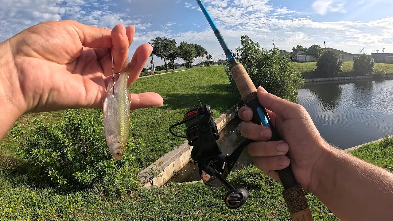 cape coral canal fishing lures LIVE Shiners