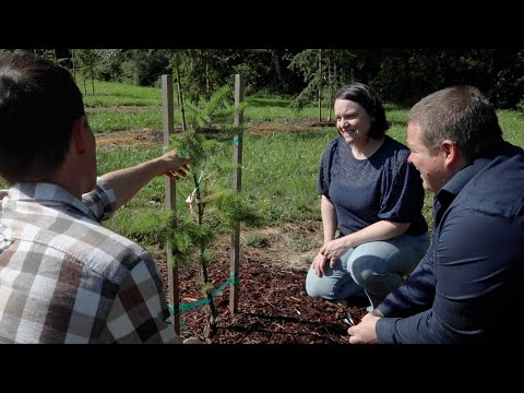 Forest Carbon Initiative Modelling for Sustainable Forest Management