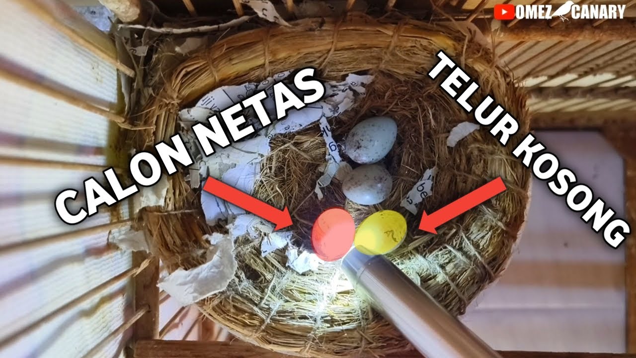 Tutorial cara cek telur isi atau zonk paling mudah