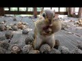 Squirrel Cam - The Chipster: &quot;Can I has more, pwease?&quot;