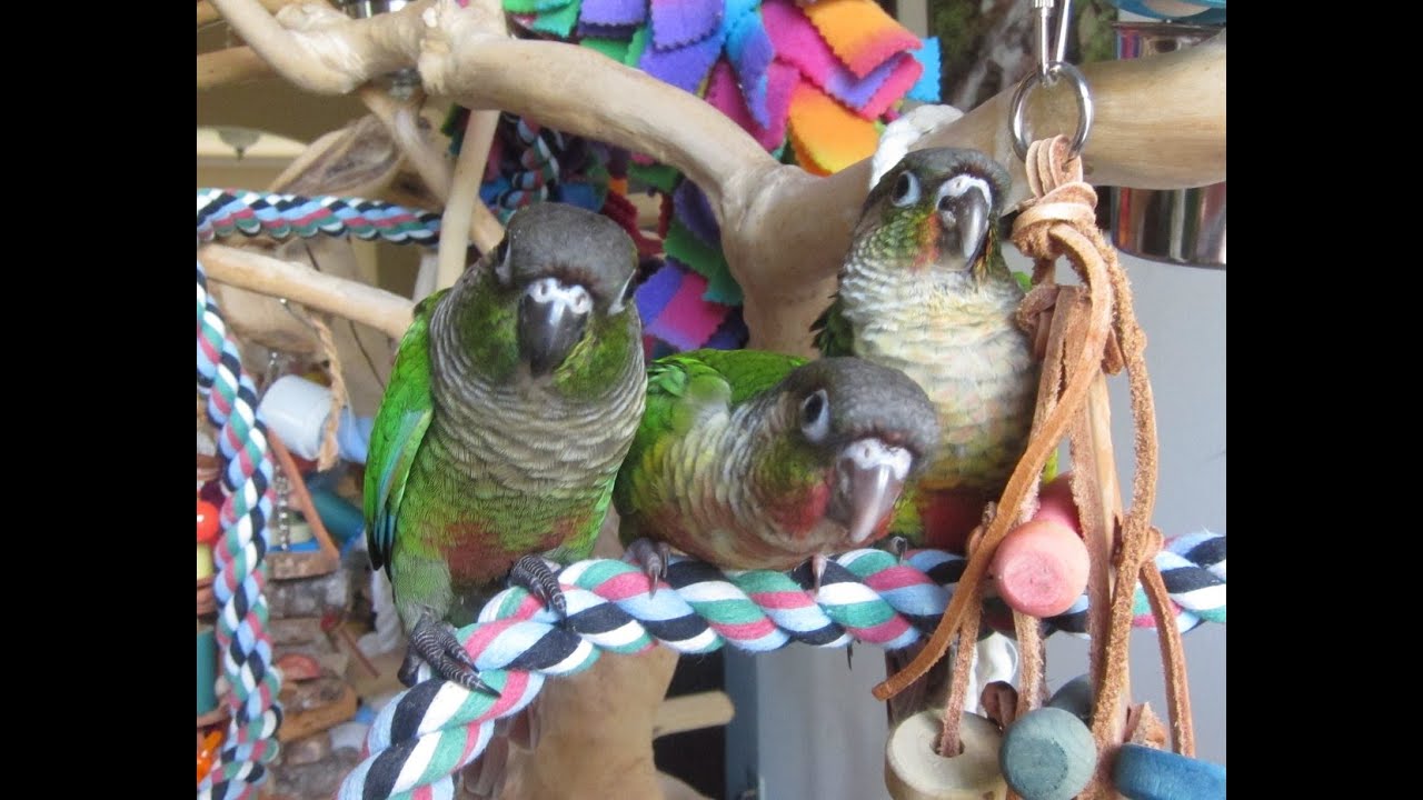 Bowie, Mango and Archies Baby Green Cheek Conures YouTube