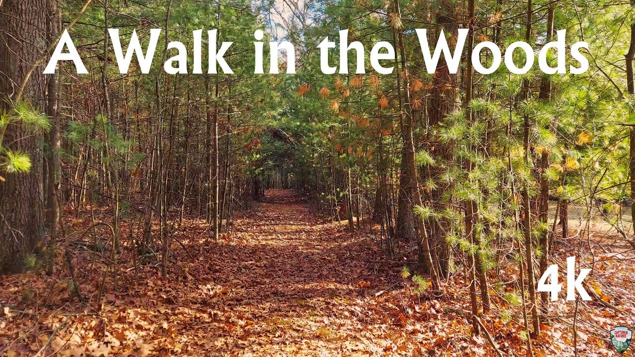 シム・シメール、【A Walk in the Woods Autumn 2】 シム・シメール