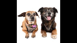 Adopt Etsy & Dwight, a bonded pair at Muttville, San Francisco by Muttville Senior Dog Rescue 286 views 7 months ago 1 minute