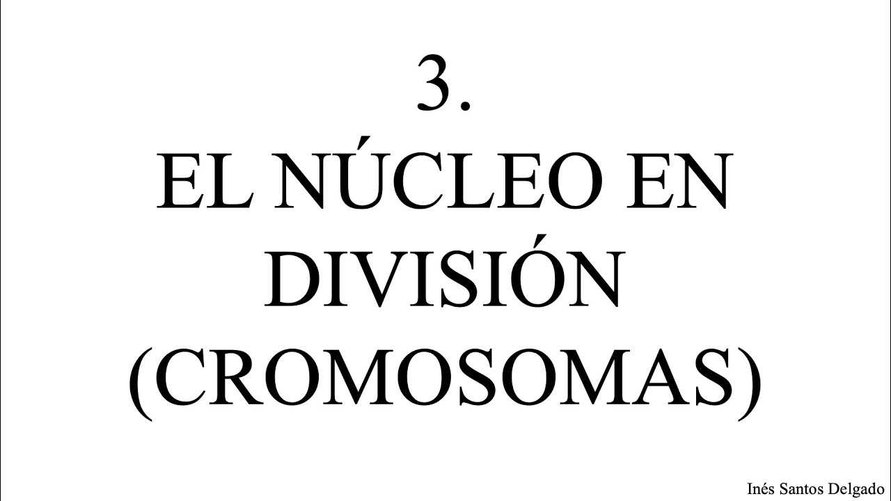 3. Núcleo en división (cromosomas)