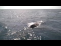 Humpback Whale Watching off Hillarys Perth WA