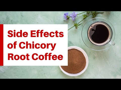 Video: Chicory: Useful Properties And Contraindications