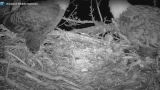 2nd egg spotted on DNR’s EagleCam