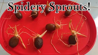 Download Lagu Growing Snake Fruit Plant from Seed - Spidery Sprouts! MP3