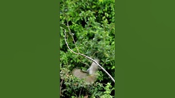Detik-detik burung trucuk terjebak #burung #birds #trucukan