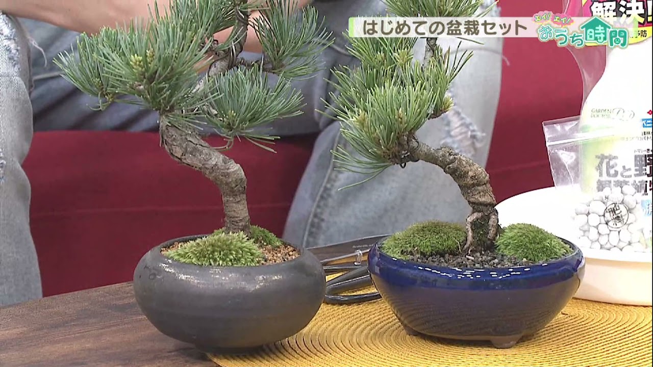 気分は庭師！ミニチュア庭づくり、癒しのミニ盆栽、ミニチュア苔庭