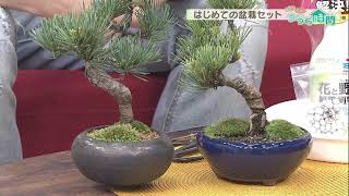 気分は庭師！ミニチュア庭づくり、癒しのミニ盆栽、ミニチュア苔庭
