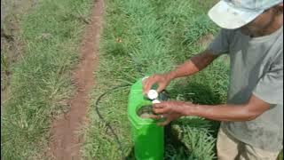 TEKNIK PENYEMPROTAN HERBISIDA TABAS DENGAN BENAR