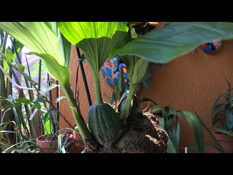 Video: Lycaste Orchid Phau Ntawv Qhia: Cov Lus Qhia Txog Kev Loj Hlob Lycaste Orchids