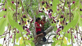 Watering mouth with Ripe jambolan plum Vs Hot Salt chili, Eating food on tree - My Natural Food ep26