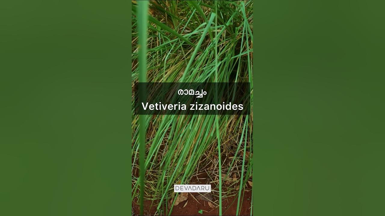 Ramacham herb malayalam ayurveda plant nature ayurvedahealth 