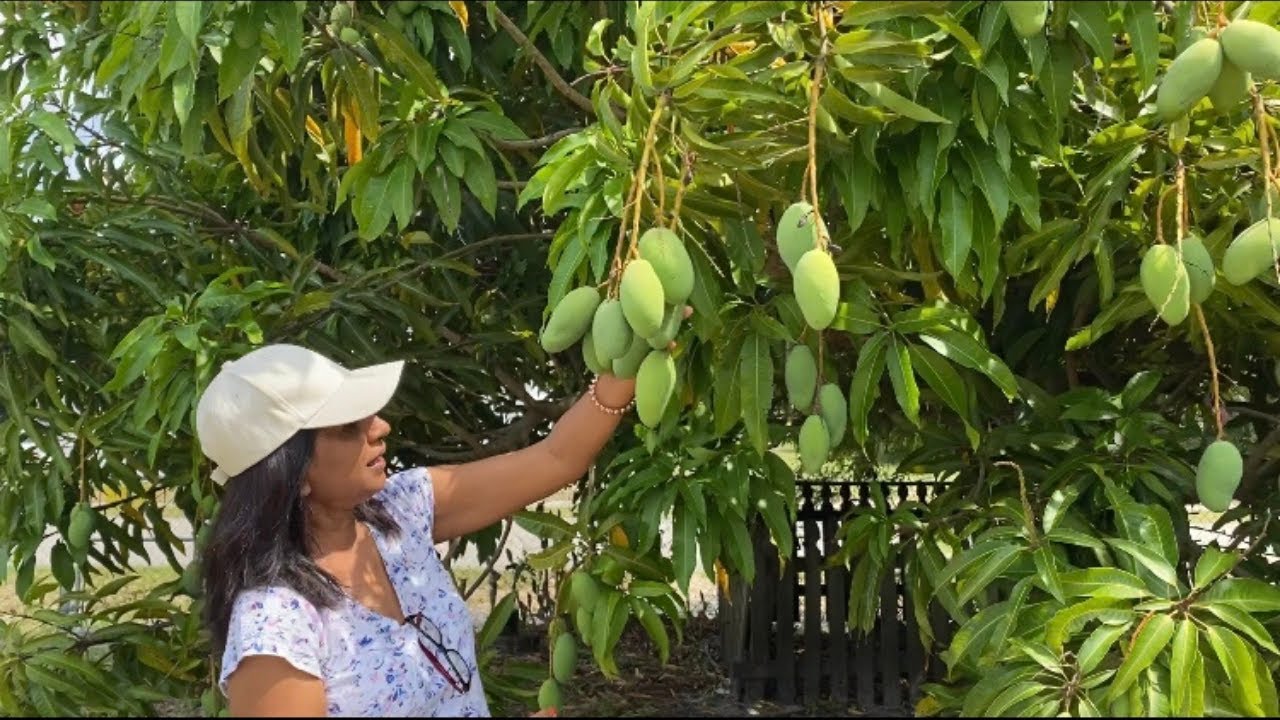 Backyard tropical fruit trees tour/mangoes Tamarind and more/Guyanese living in Florida YouTube