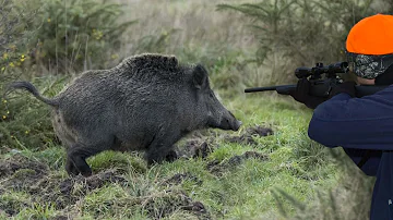 Chasse Sanglier en Battue - Superbe Battue Aux Sangliers 2020