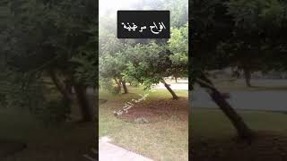 عرس سرغيني دامت لكم الافراح و المسرات