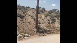 كلب جربان.. شاهد عيان يروي حقيقة حيوان الاسماعيلية الغربب