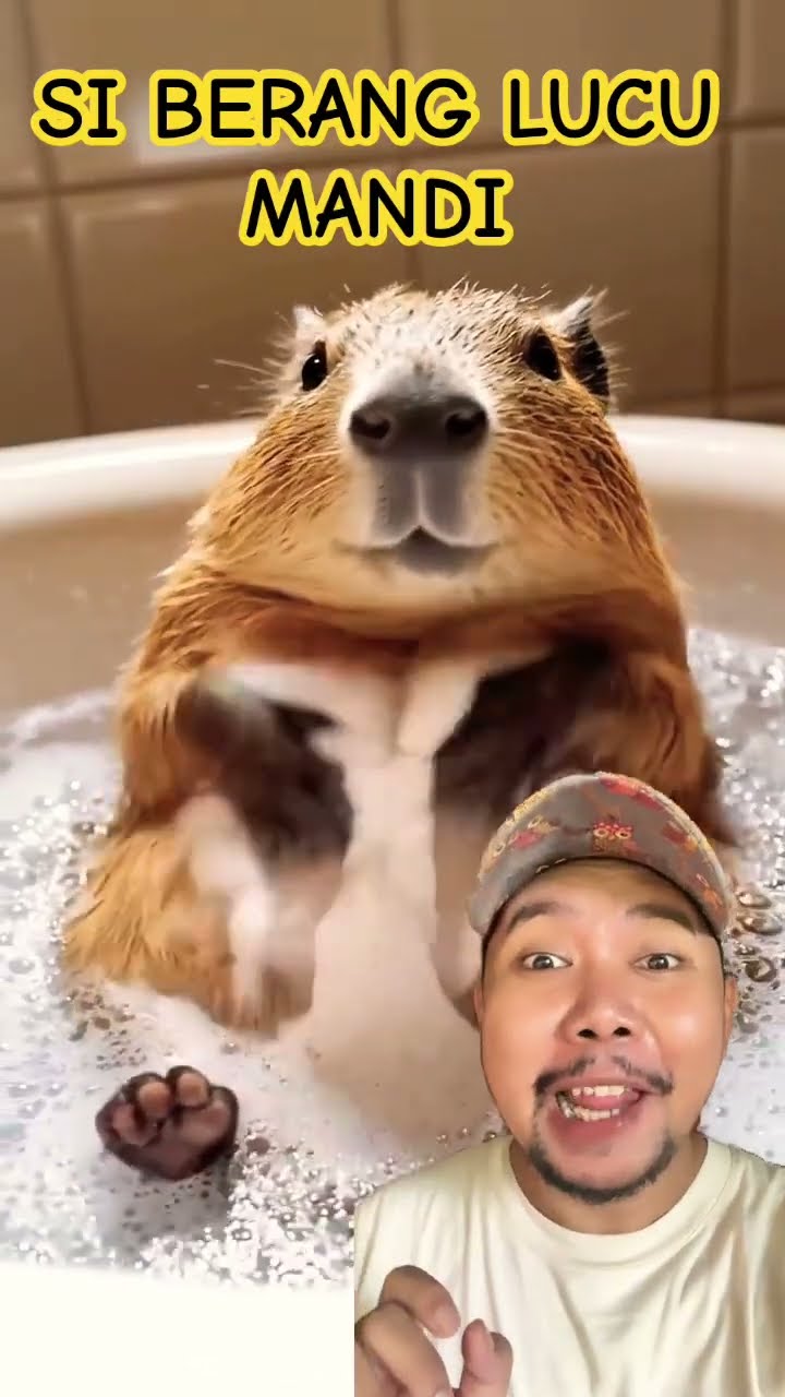 SI BERANG LUCU MANDI!!!? #capybara #cuteanimals #cute #animals #comedykocak #shortsfeed