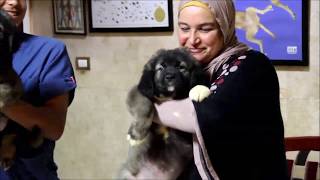 caucasian ovcharka puppies ready for new families جراء الراعى القوقازى