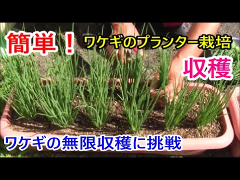 簡単 ワケギのプランター栽培 収穫 Youtube