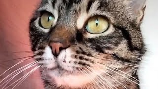 Tabby American Wirehair Cat