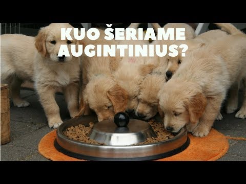 Video: Stichinių Nelaimių Planavimas Augintiniams