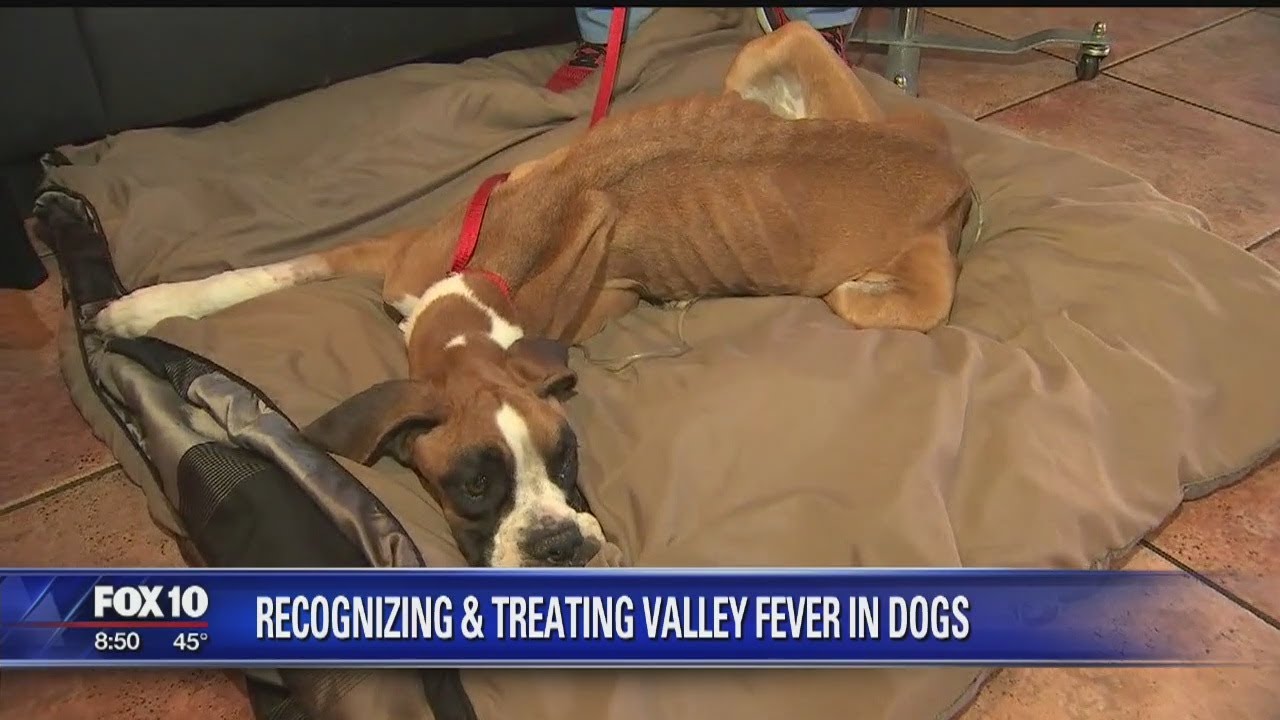 can valley fever come back in dogs