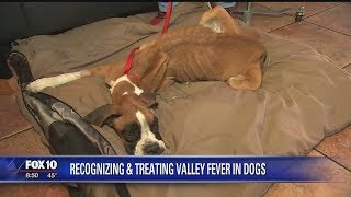 valley fever in dogs