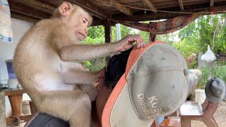 Adorable Zueii Push Grandpa Hat Down To Grooming by ZUEII MONKEY 1,837 views 6 days ago 3 minutes, 53 seconds
