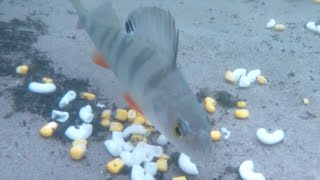 Do perch and roach like sweetcorn and macaroni? Underwater feeding test